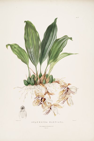 Illustration of Stanhopea Martiana by Augusta Innes Withers